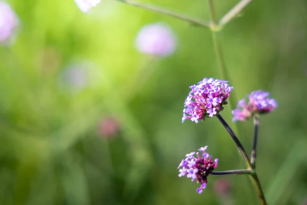 Imagen Fondo Las Flores Colores Naturaleza Fondo — Foto de Stock