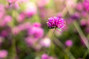 Renkli çiçeklerin arkaplan resmi, arka plan doğası