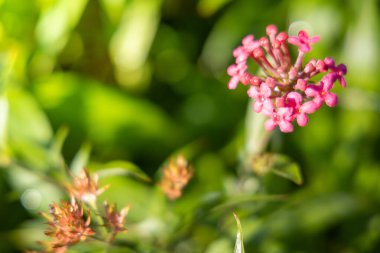 Renkli çiçeklerin arkaplan resmi, arka plan doğası