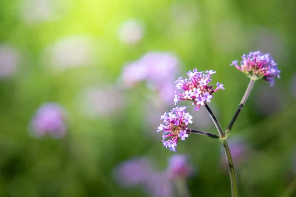 Imagen Fondo Las Flores Colores Naturaleza Fondo — Foto de Stock