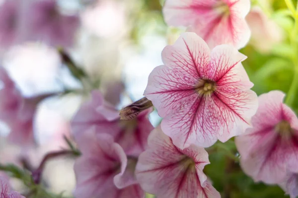 Imagem Fundo Das Flores Coloridas Natureza Fundo — Fotografia de Stock