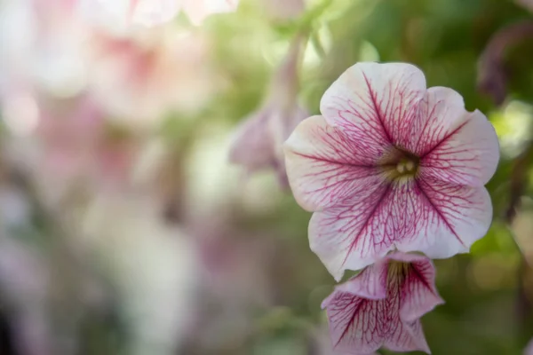 Imagem Fundo Das Flores Coloridas Natureza Fundo — Fotografia de Stock