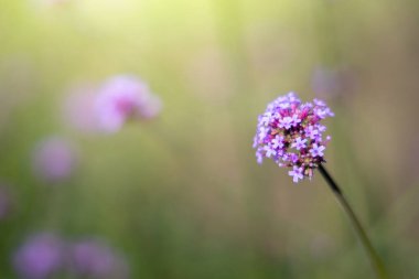 Renkli çiçeklerin arkaplan resmi, arka plan doğası