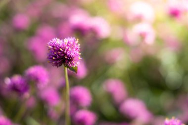 Renkli çiçeklerin arkaplan resmi, arka plan doğası