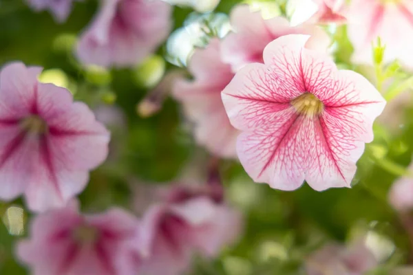 色とりどりの花の背景イメージ 背景自然 — ストック写真