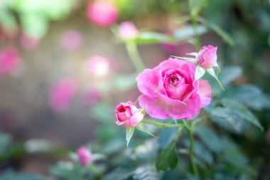 Bahçedeki güller, güzel güneşli bir günde güller güzeldir..