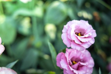 Bahçedeki güller, güzel güneşli bir günde güller güzeldir..