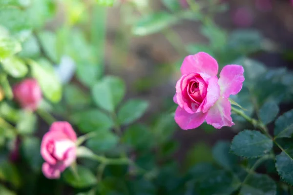 Roses Garden Roses Beautiful Beautiful Sunny Day — Stock Photo, Image