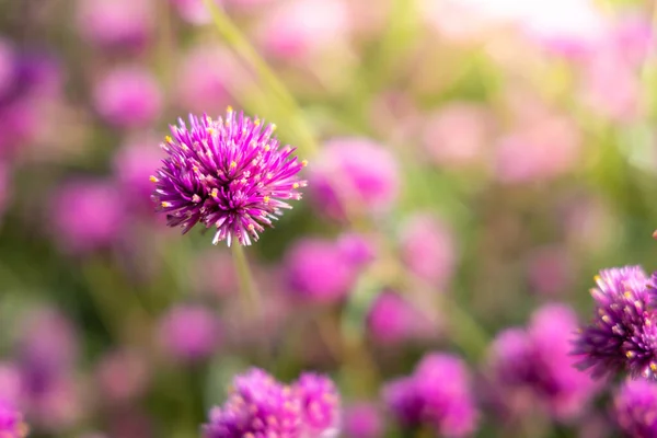 Background Image Colorful Flowers Background Nature — Stock Photo, Image