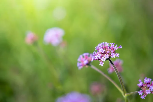 Imagen Fondo Las Flores Colores Naturaleza Fondo — Foto de Stock