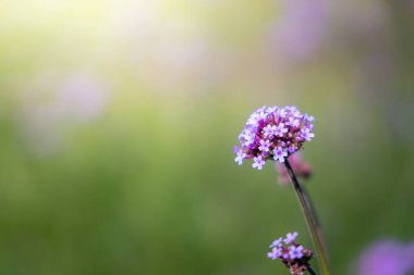 Renkli çiçeklerin arkaplan resmi, arka plan doğası