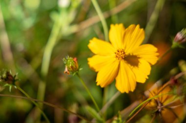 Renkli çiçeklerin arkaplan resmi, arka plan doğası