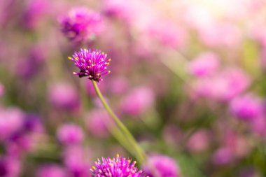 Renkli çiçeklerin arkaplan resmi, arka plan doğası