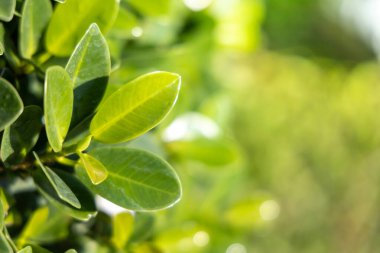 Bahçedeki güneş ışığı altında yeşil yaprağı kapat. Kopyalama alanı olan doğal arkaplan.