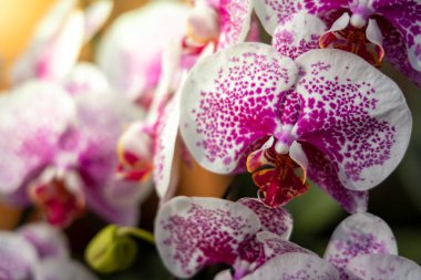 Ormanda açan güzel orkideler, parlak gün ışığında.