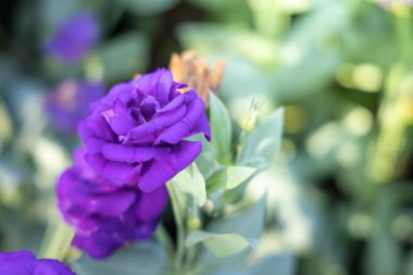 Bahçedeki güller, güzel güneşli bir günde güller güzeldir..