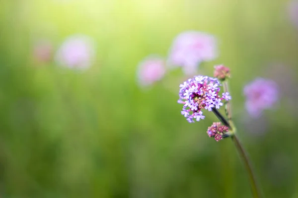 Imagen Fondo Las Flores Colores Naturaleza Fondo — Foto de Stock