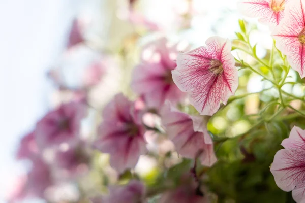 Bakgrundsbilden Färgglada Blommor Bakgrund Natur — Stockfoto