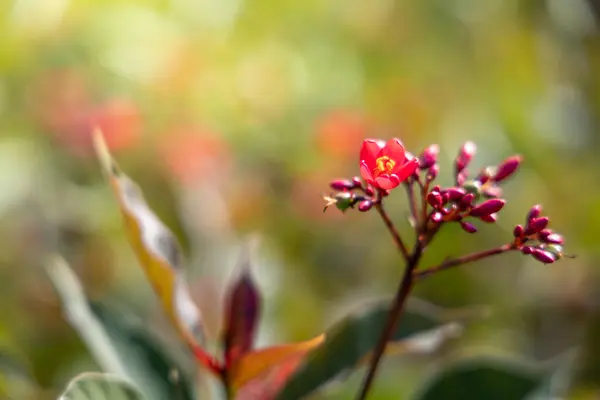 Achtergrond Afbeelding Van Kleurrijke Bloemen Achtergrond Natuur — Stockfoto