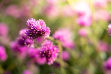 Renkli çiçeklerin arkaplan resmi, arka plan doğası