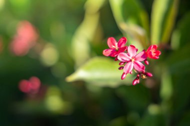 Renkli çiçeklerin arkaplan resmi, arka plan doğası