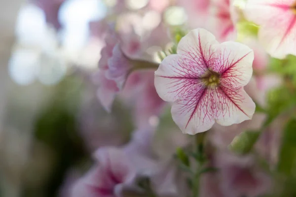 Imagem Fundo Das Flores Coloridas Natureza Fundo — Fotografia de Stock