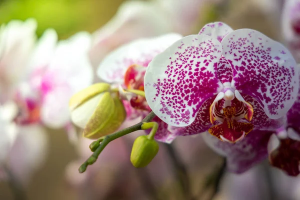 Vackra Blommande Orkidéer Skogen Den Ljusa Solen — Stockfoto