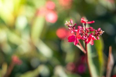 Renkli çiçeklerin arkaplan resmi, arka plan doğası
