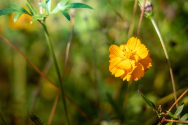 Renkli çiçeklerin arkaplan resmi, arka plan doğası
