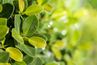 Bahçedeki güneş ışığı altında yeşil yaprağı kapat. Kopyalama alanı olan doğal arkaplan.
