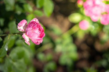 Bahçedeki güller, güzel güneşli bir günde güller güzeldir..