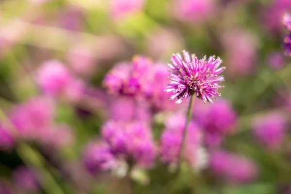 Renkli Çiçeklerin Arkaplan Resmi Arka Plan Doğası — Stok fotoğraf