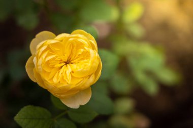 Bahçedeki güller, güzel güneşli bir günde güller güzeldir..