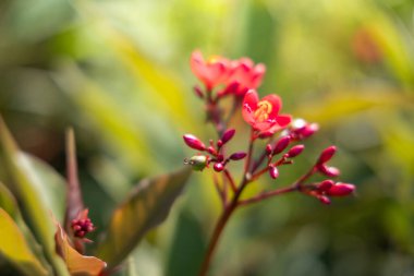 Renkli çiçeklerin arkaplan resmi, arka plan doğası