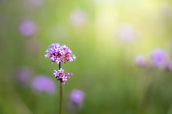 Imagen Fondo Las Flores Colores Naturaleza Fondo — Foto de Stock