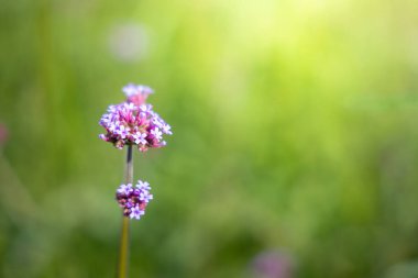 Renkli çiçeklerin arkaplan resmi, arka plan doğası