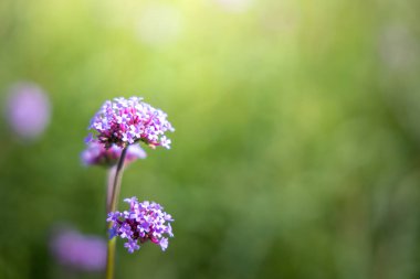 Renkli çiçeklerin arkaplan resmi, arka plan doğası