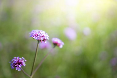 Renkli çiçeklerin arkaplan resmi, arka plan doğası