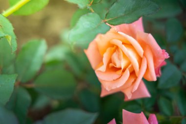 Bahçedeki güller, güzel güneşli bir günde güller güzeldir..