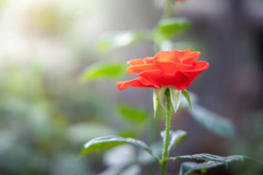 Bahçedeki güller, güzel güneşli bir günde güller güzeldir..