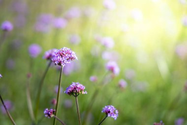 Renkli çiçeklerin arkaplan resmi, arka plan doğası