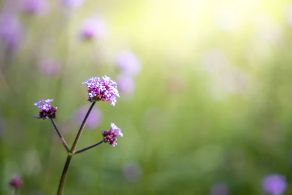 Imagen Fondo Las Flores Colores Naturaleza Fondo — Foto de Stock