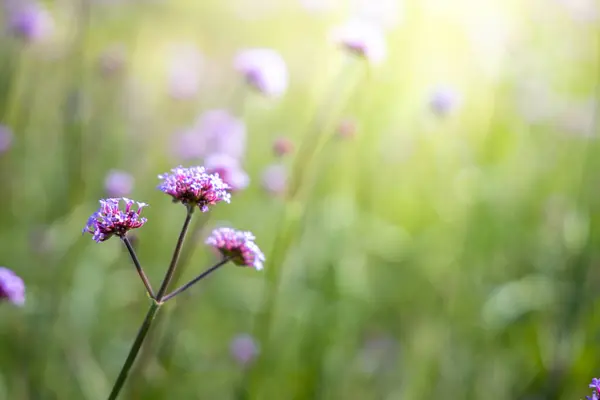 꽃들의 이미지 — 스톡 사진