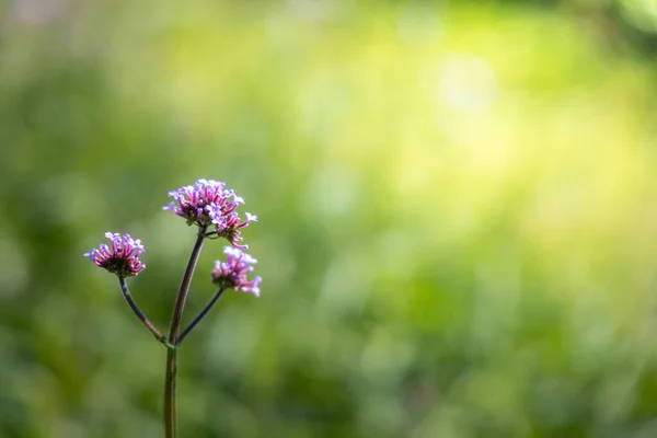 Imagen Fondo Las Flores Colores Naturaleza Fondo — Foto de Stock