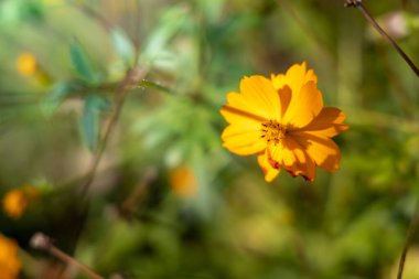 Renkli çiçeklerin arkaplan resmi, arka plan doğası