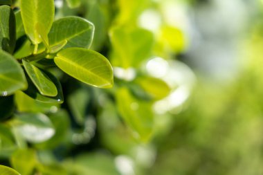 Bahçedeki güneş ışığı altında yeşil yaprağı kapat. Kopyalama alanı olan doğal arkaplan.