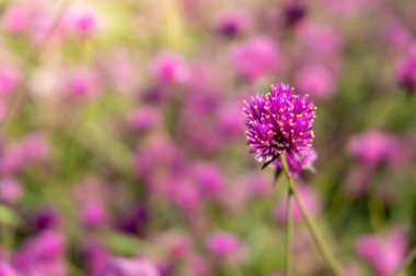 Renkli çiçeklerin arkaplan resmi, arka plan doğası