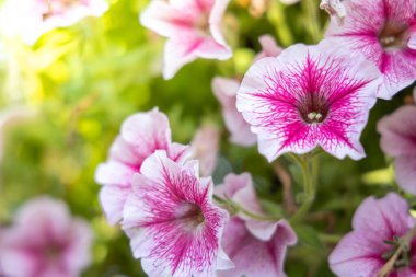 Renkli çiçeklerin arkaplan resmi, arka plan doğası