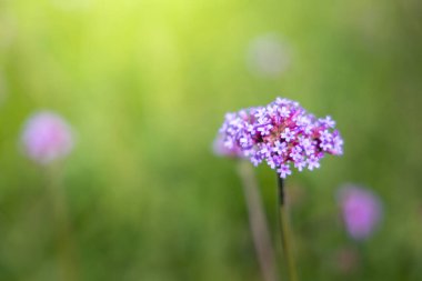 Renkli çiçeklerin arkaplan resmi, arka plan doğası