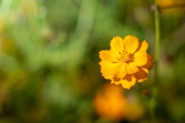 Renkli çiçeklerin arkaplan resmi, arka plan doğası